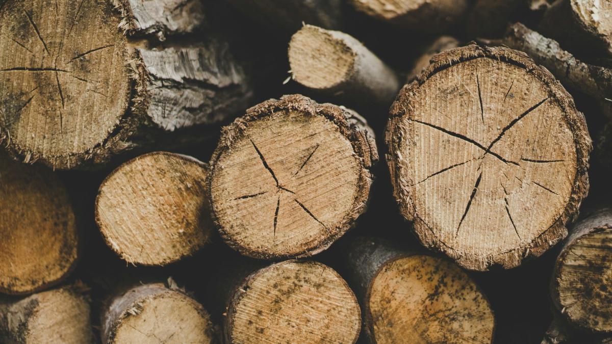 Stacked logs showing cut wood texture